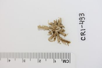 Media type: image;   Invertebrate Zoology CRI-493 Description: Preserved specimen.;